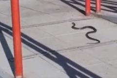 «Страшно к дому подойти!»: на Химмаше местные жители засняли змею, ползавшую рядом с магазином