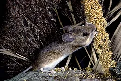 Рост оптовых цен на гречку и рис резко замедлился, на пшено — ускорился