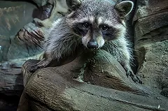 В Подмосковье открыли детский сад для енотов