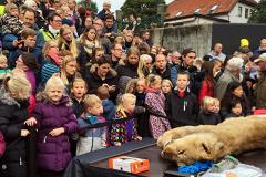 «Что внутри зверя?»: на глазах у датских детей выпотрошили льва