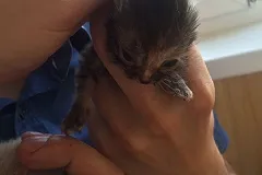 Екатеринбуржец нашёл под капотом автомобиля трёх новорождённых котят