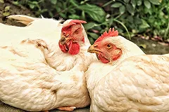 Среднеуральская птицефабрика перестала поставлять продукцию в торговые сети