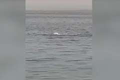 Акула заживо съела 23-летнего россиянина в Хургаде