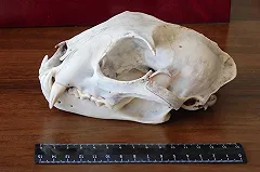 Странную рысь, похожую на волка, добыли под Камышловом охотники (ФОТО)