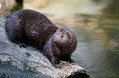 На Урале появится ферма по выращиванию норок