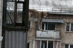 В Екатеринбурге собака вылезла на закрепленную на большой высоте телеантенну