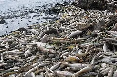 Вонь и антисанитария — в Сысертских водоемах продолжается мор рыбы