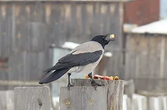 Во дворе новостройки в Пионерском поселке отрубили половину деревянного дома