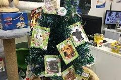 Студенты УрГАУ собрали полторы тысячи подарков для бездомных животных