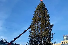 Мэр Екатеринбурга объяснил выбор живой ели взамен привычного конуса