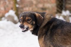 В Свердловской области стая голодных собак неделю жила с трупом хозяйки