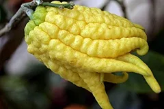 В Екатеринбурге обнаружен очень страшный цитрус с пальцами