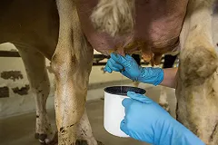 Курганским фермерам некуда сбывать молоко. Коров придется отправить под нож