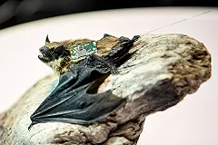 Профессор РАН описали сценарий искусственного появления коронавируса