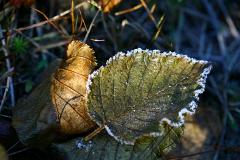 Зима близко: первые заморозки в Свердловской области ожидаются уже в сентябре