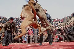В Москве собака вырвала у прохожего язык