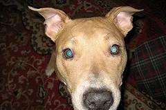 120 собак и 50 кошек в приюте Полевского нуждаются в срочной помощи