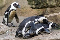Пару пингвинов-геев выгнали из Берлинского зоопарка за безразличие к самкам