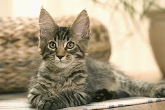 Столичная полиция задержала похитителей котенка каракала