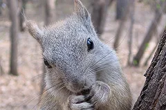 В Сыктывкаре школьники пытались отнять наркотики у белки