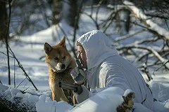 Прокуратура: На девочку в Пальмино напали охотничьи псы