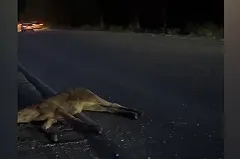 В Екатеринбурге водитель иномарки сбила лося