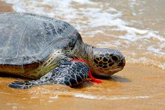 Жительницу Флориды арестовали за катание на морской черепахе