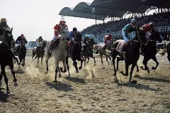 Приз президента России выиграл жеребец Тайгер Кид