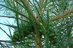 Сотрудник телеканала на публику проглотил шишку в Югре и попал в больницу