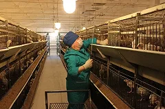 Среднеуральская птицефабрика объявила о полном закрытии