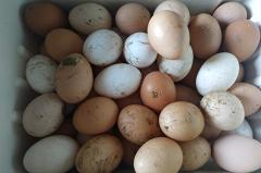Производители объяснили невозможность наращивания выпуска куриных яиц