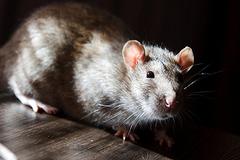 В Белоярке крыса покусала двух 4-летних детей