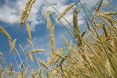 Российская пшеница стала дороже нефти: всё благодаря мировой пандемии