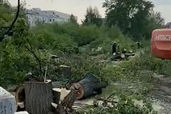 Зачем в Екатеринбурге уничтожили аллею деревьев?