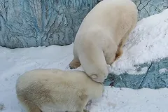 В Екатеринбургском зоопарке умерла подруга Умки