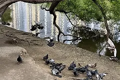 С женщины хотят взыскать 168 тысяч рублей за кормление голубей