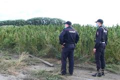 «На том же месте в тот же час». Полицейские обнаружили плантацию дикой конопли в Екатеринбурге