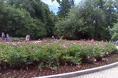 Дендрарий на Первомайской отверг свою причастность к злобной табличке у клумбы