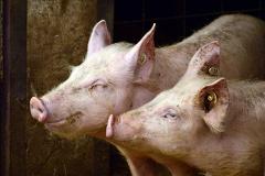 Убившая свиней африканская чума пришла из воинских частей Свердловской области