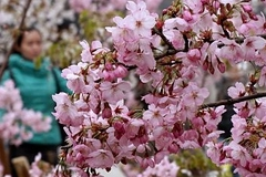 Cакура из космоса зацвела в Японии раньше на шесть лет