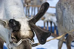 Ученые: Загадочные воронки на Ямале и сибирская язва связаны