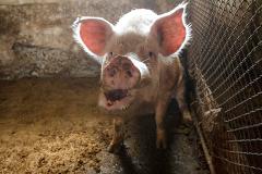В Екатеринбурге объявлен карантин по африканской чуме свиней