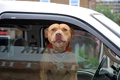 Питбуль искусал пожилую женщину во дворе на Белореченской