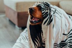 Скулил и выл: должник по алиментам притворялся псом и прятался под одеялом