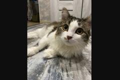 В Березовском девушка принесла здорового котенка на усыпление