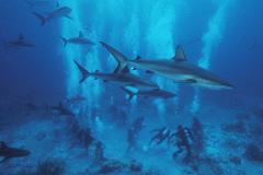 Австралийский дайвер стал жертвой акулы