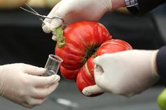 Генетики создали помидоры, способные заменить вино
