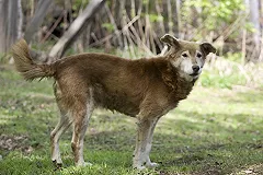Сетевые мошенники прикрываются тюменским приютом для собак