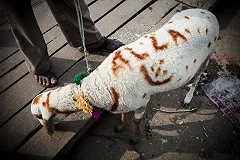 После Курбан-Байрама на уральской трассе обнаружили кладбище овец