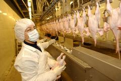 «Куриный король» угрожает закрыть Среднеуральскую птицефабрику